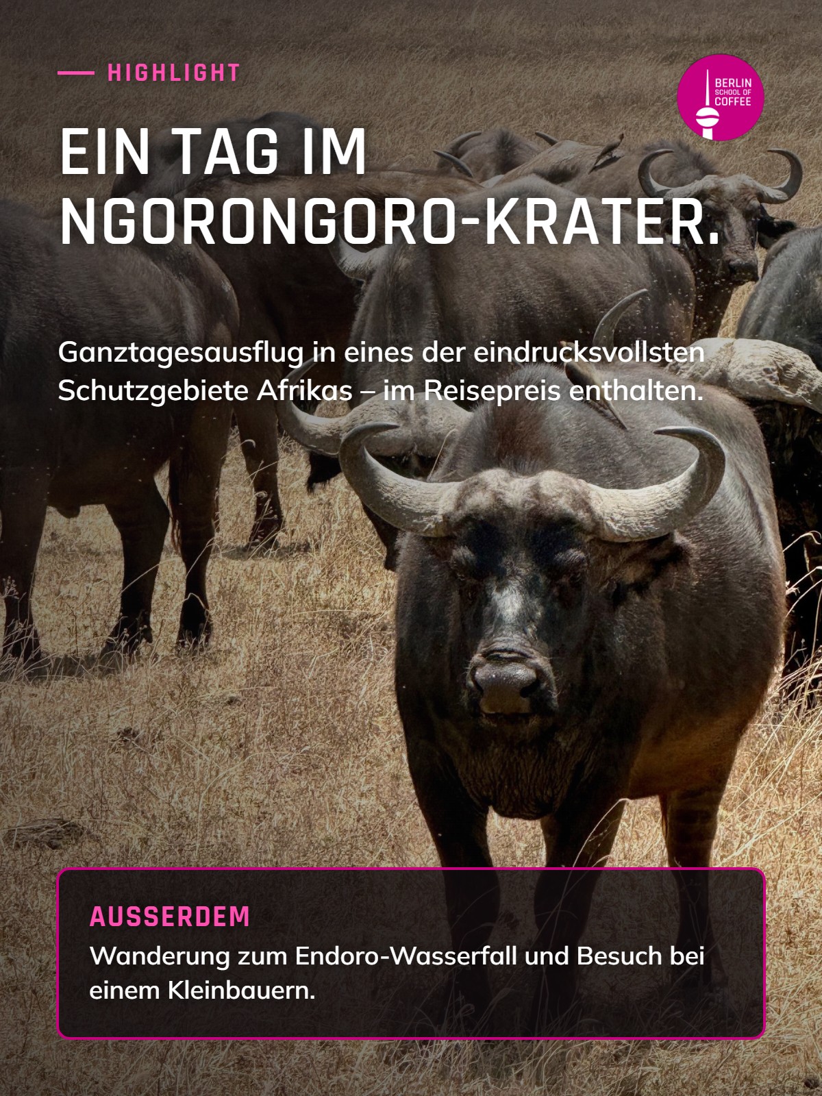 Highlight des Tansania Coffee Trek: ein Tag im Ngorongoro-Krater