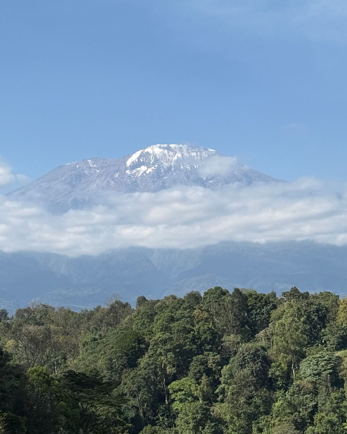 Der Kilimanjaro über dem Regenwald