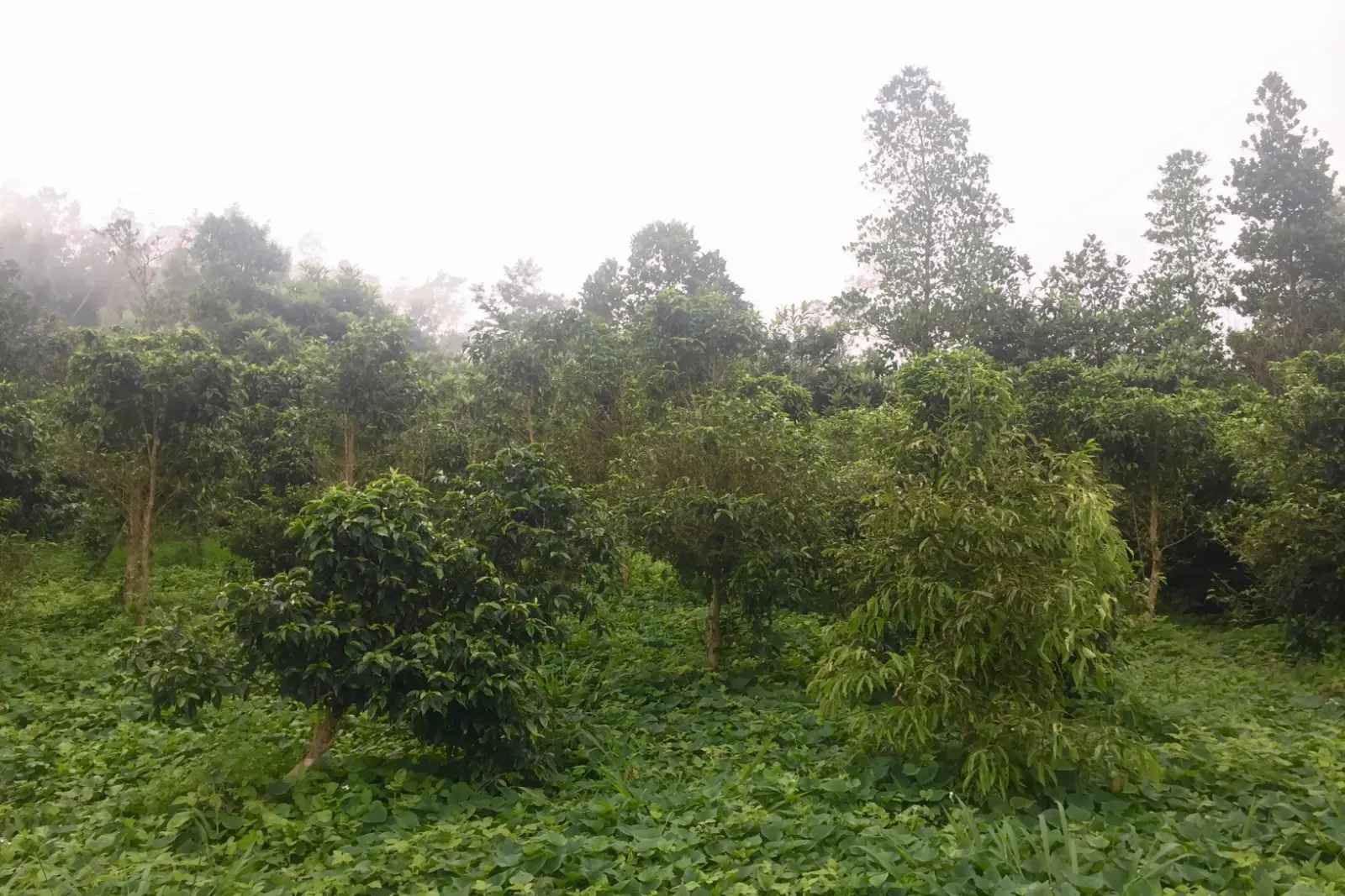 Kaffeesträucher auf einer Farm auf La Réunion