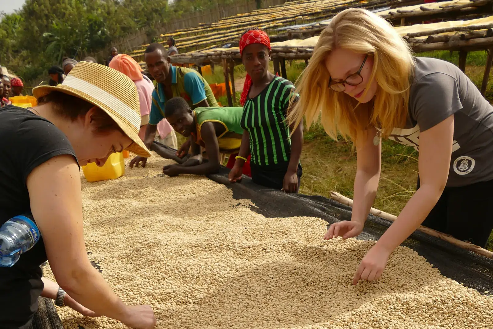 Rohkaffee wird auf erhöhten Trockenbetten von Hand sortiert