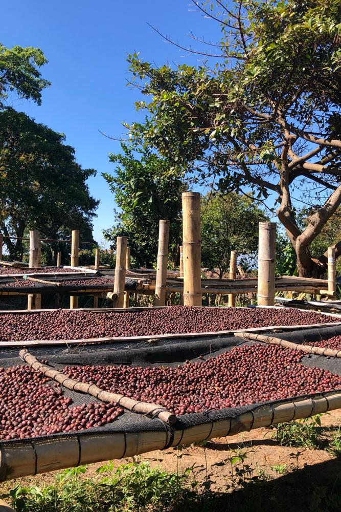 Coffee Master - El Salvador 2026