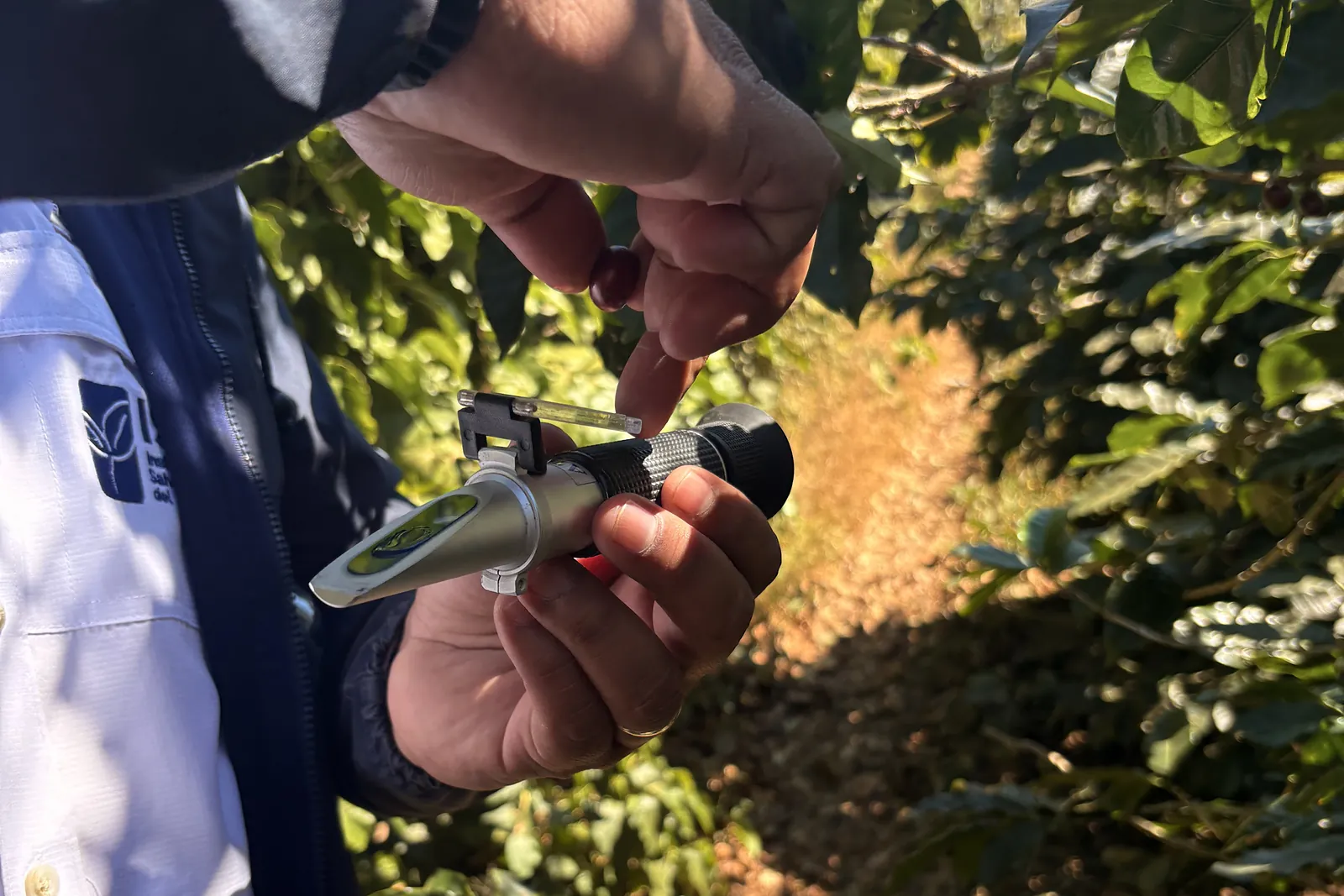 Messung des Zuckergehalts einer Kaffeekirsche mit einem Refraktometer auf der Farm