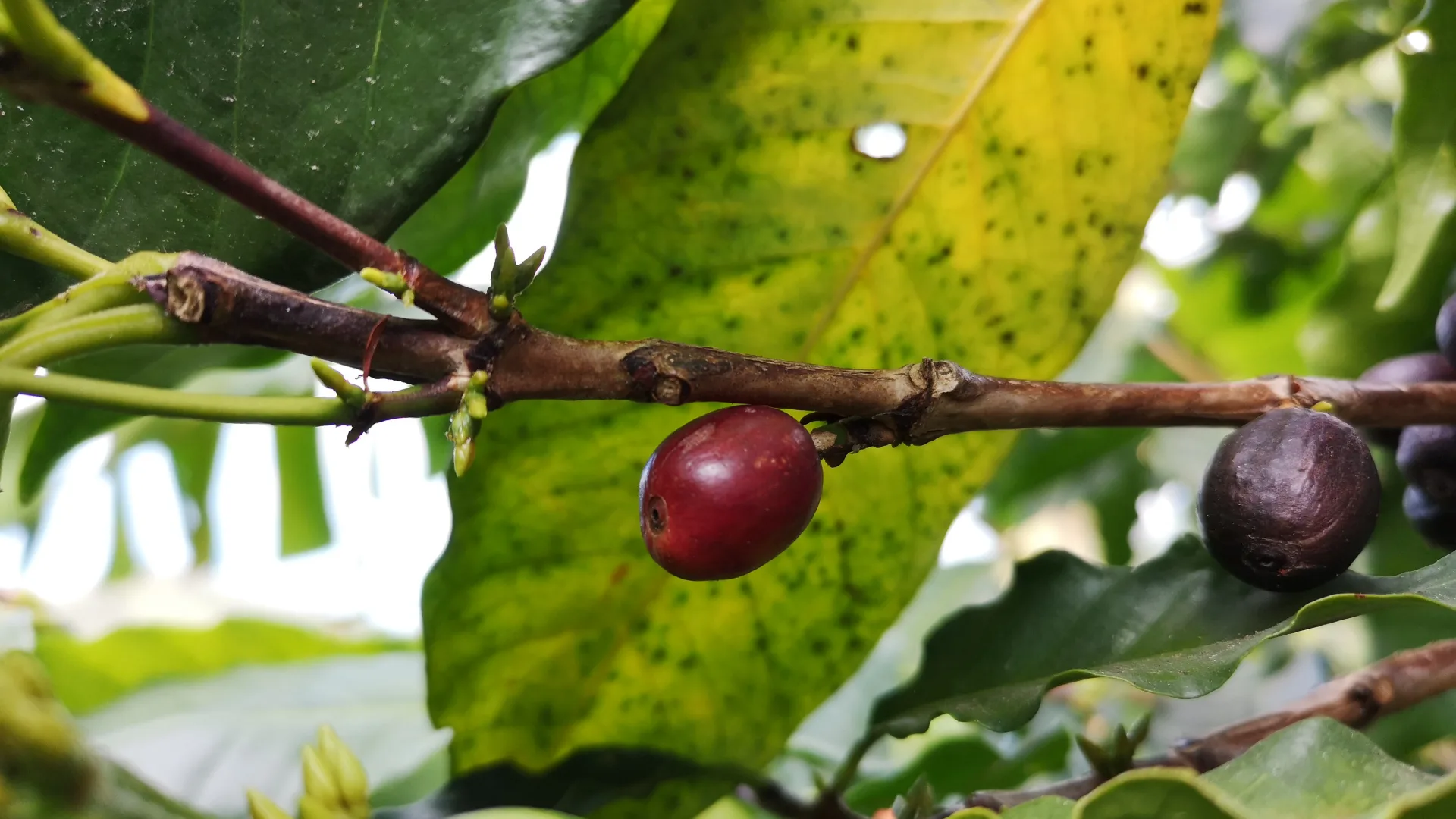 Reife rote Kaffeekirsche an einem Zweig