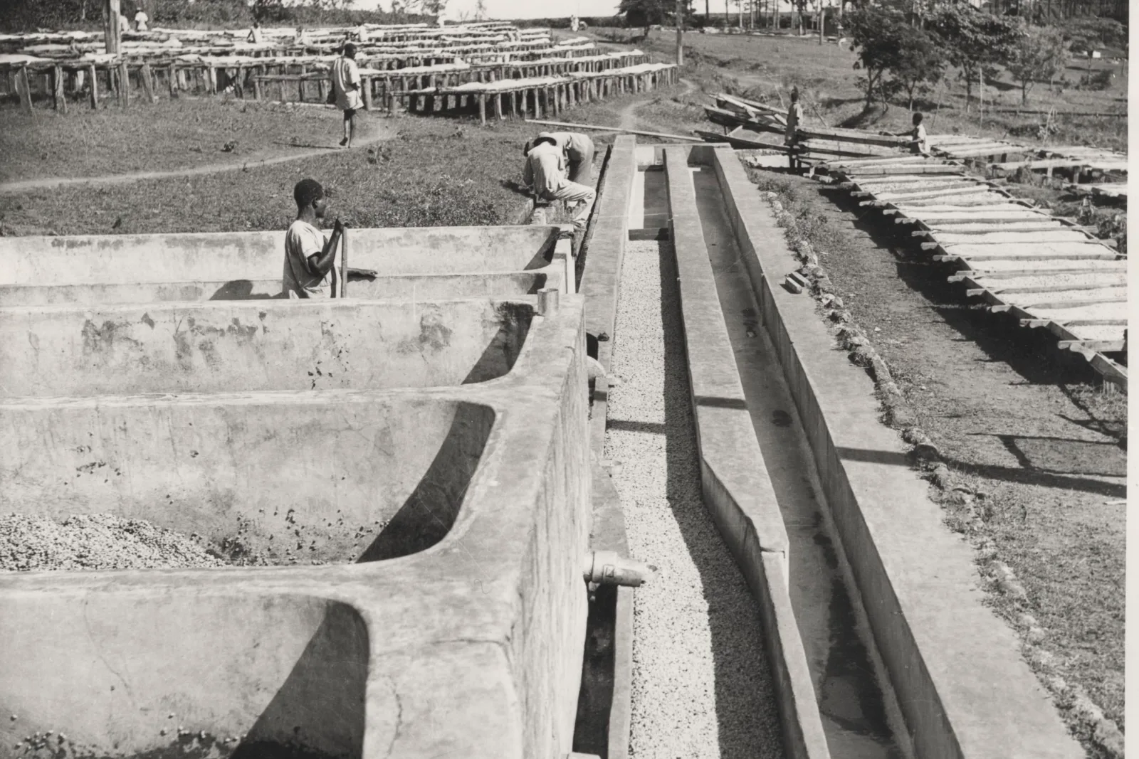 Historische Wasch- und Fermentationsbecken einer Kaffeeaufbereitung, 1955