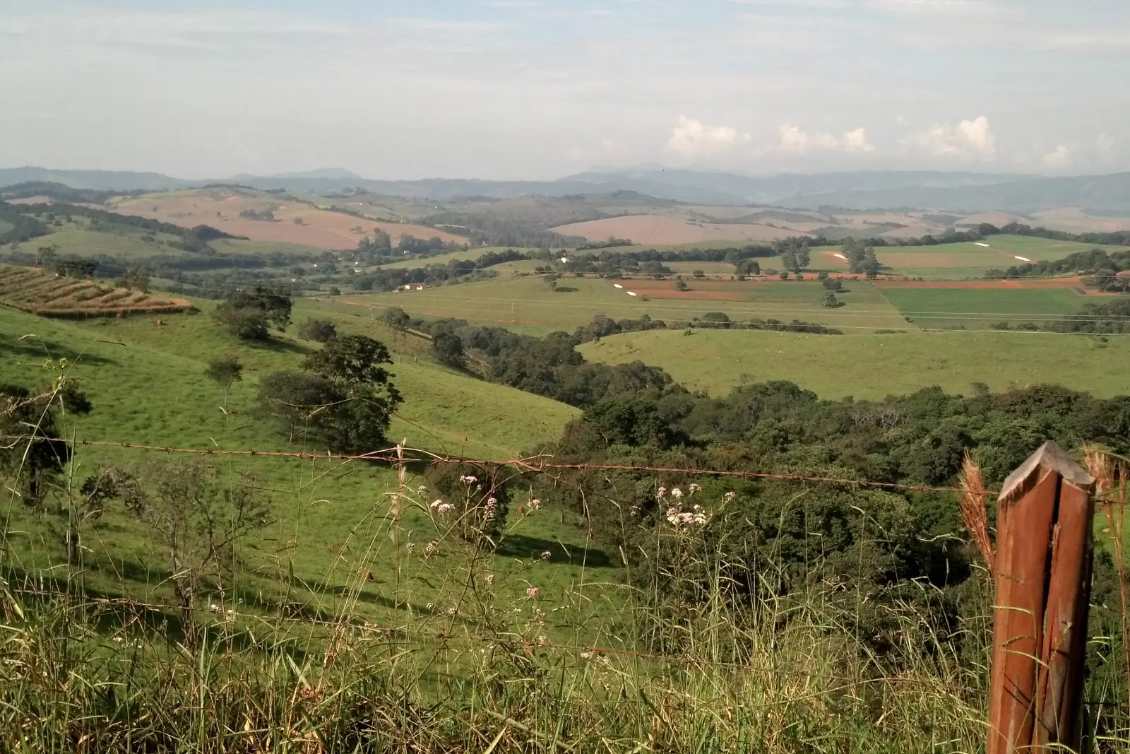 Hügellandschaft mit Kaffeefeldern bei Carmo de Minas