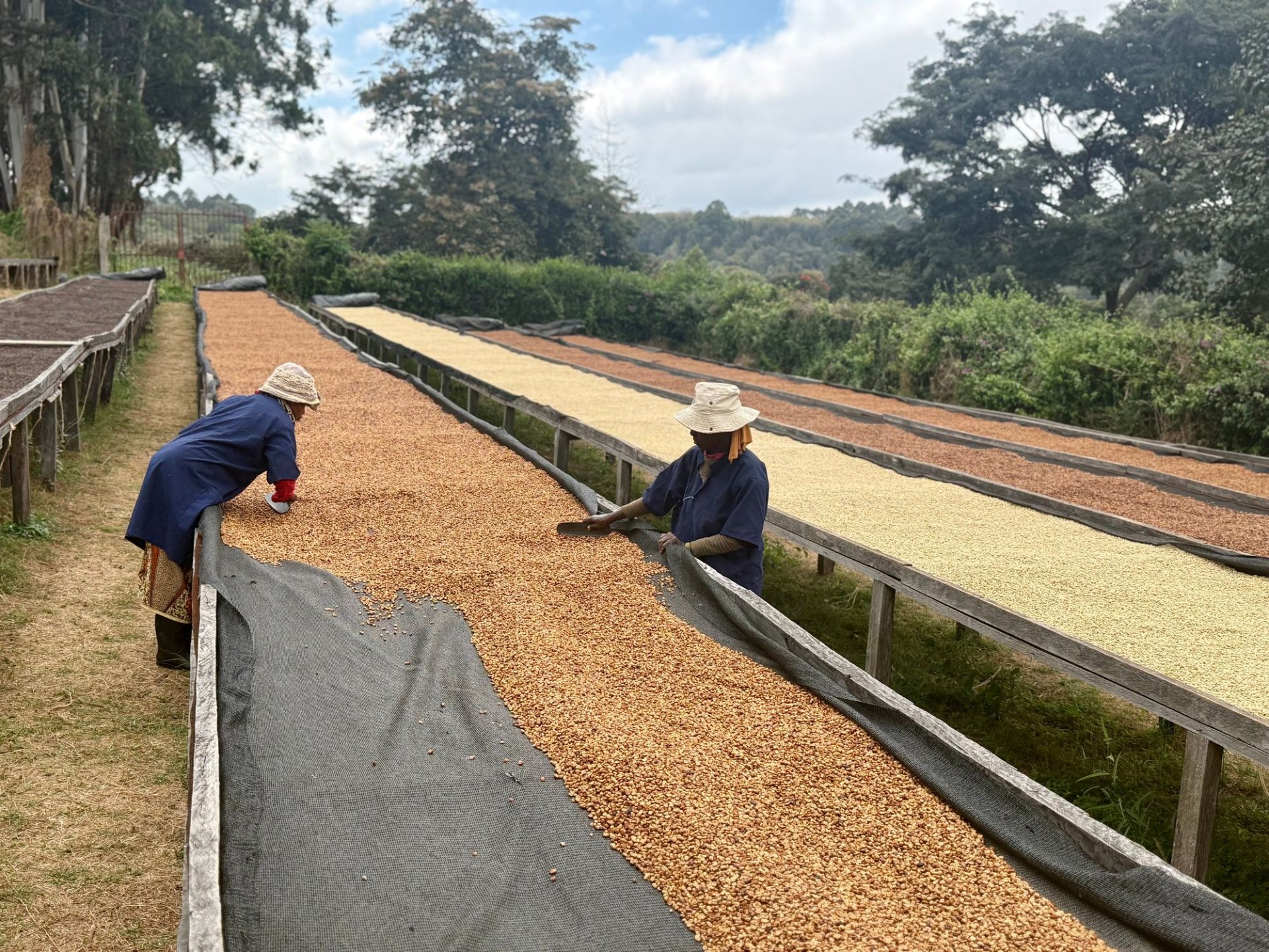 Arbeit am Trockenbett auf der Ngila Coffee Estate – Tansania Coffee Trek der Berlin School of Coffee