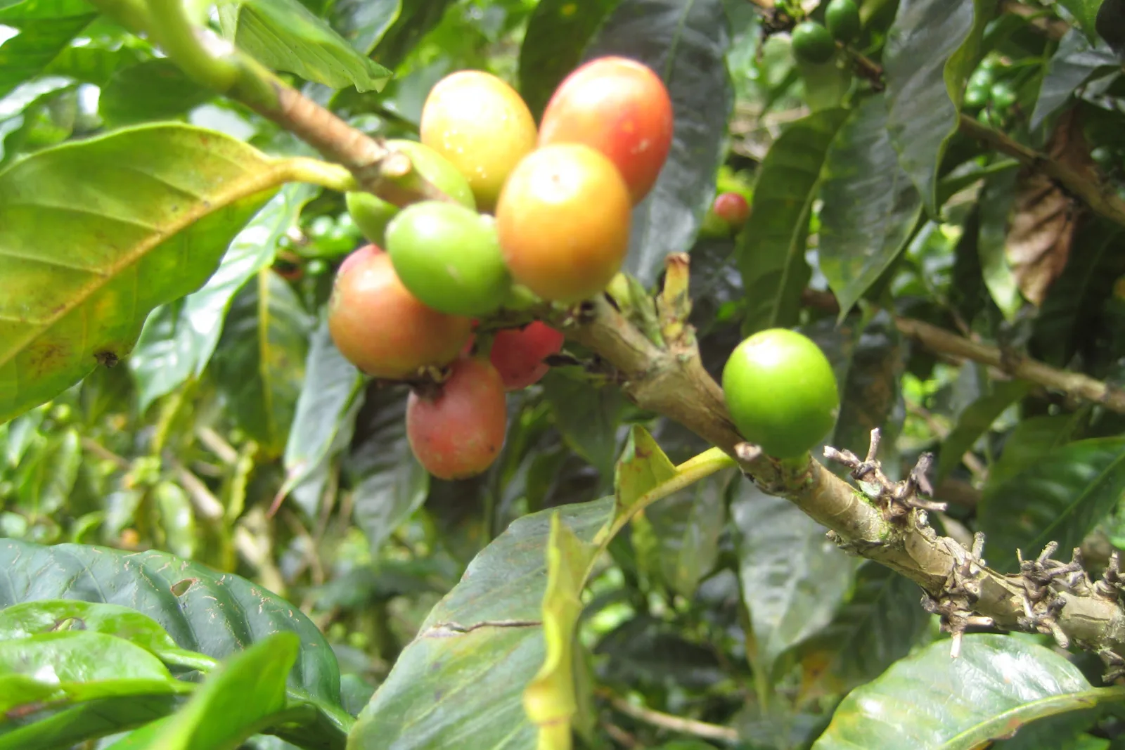 Kaffeekirschen in verschiedenen Reifegraden von grün über gelb bis rot