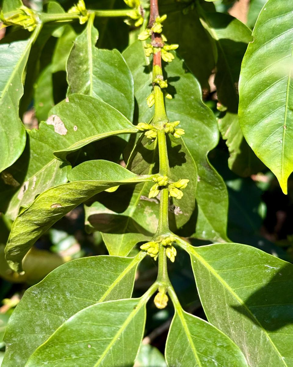 Kaffeepflanze mit Blütenknospen auf der Ngila Coffee Estate