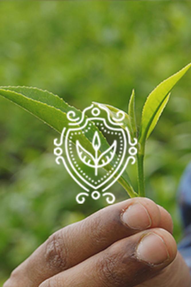 Tea Sommelier 