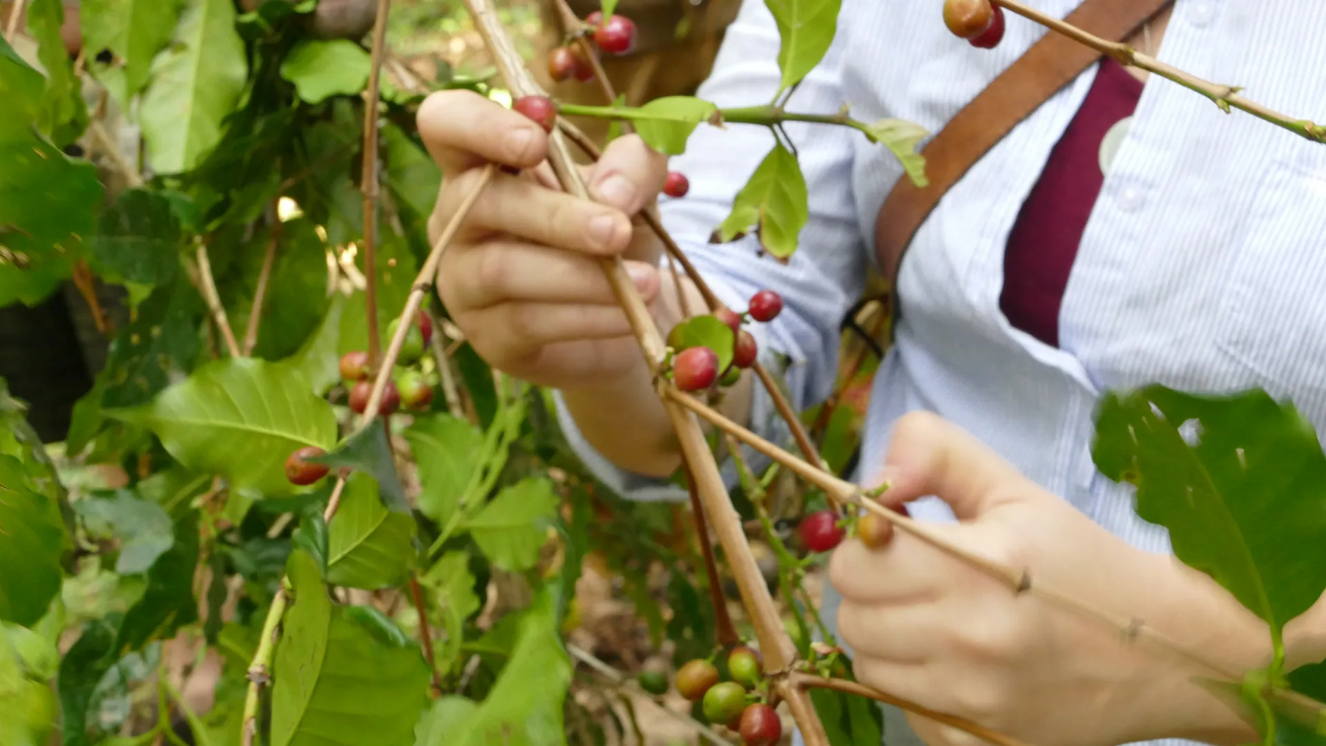 Hände pflücken reife rote Kaffeekirschen in Äthiopien