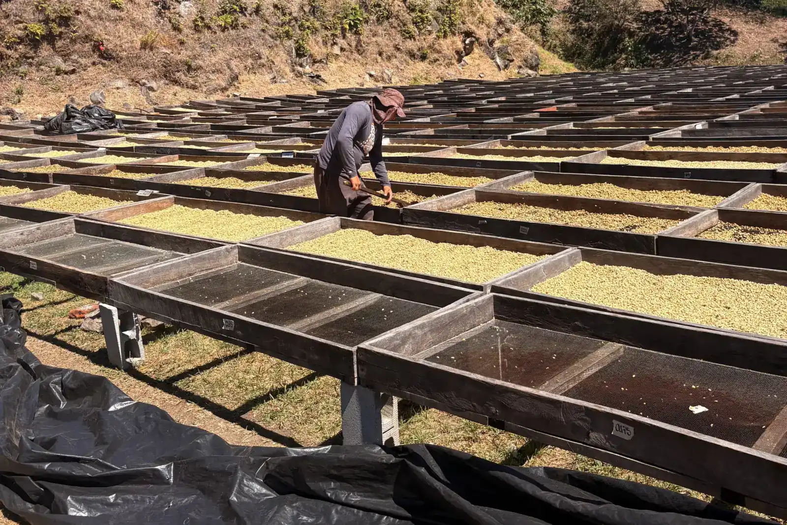 Erhöhte Trockenbetten mit Kaffee an einem Hang in El Salvador