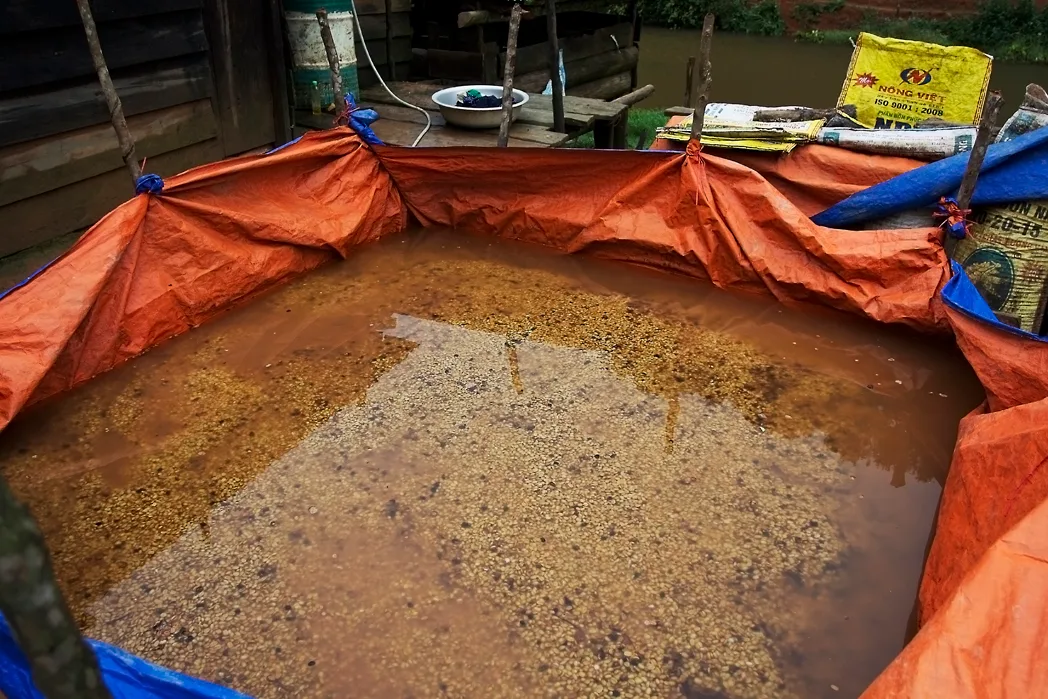 Fermentationsbecken mit Kaffeebohnen in Wasser