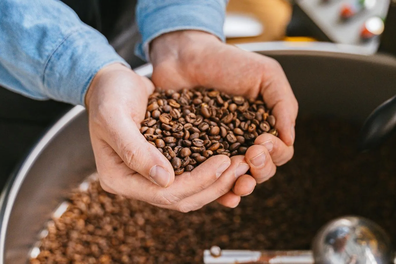Hände halten frisch gerösteten Kaffee über der Kühlschale eines Trommelrösters