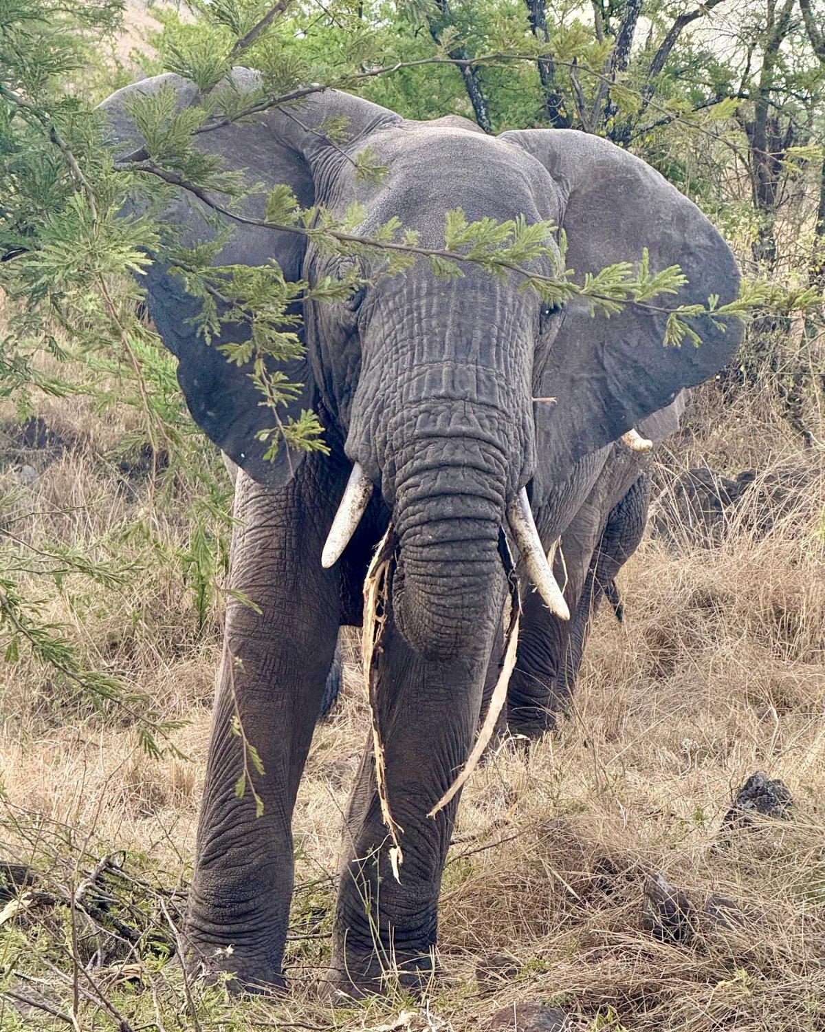 Elefant auf Safari in Tansania