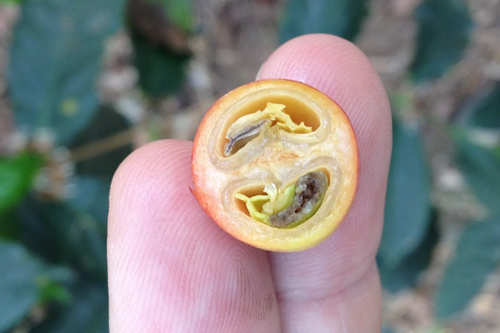 Aufgeschnittene reife Kaffeekirsche mit sichtbaren Bohnen