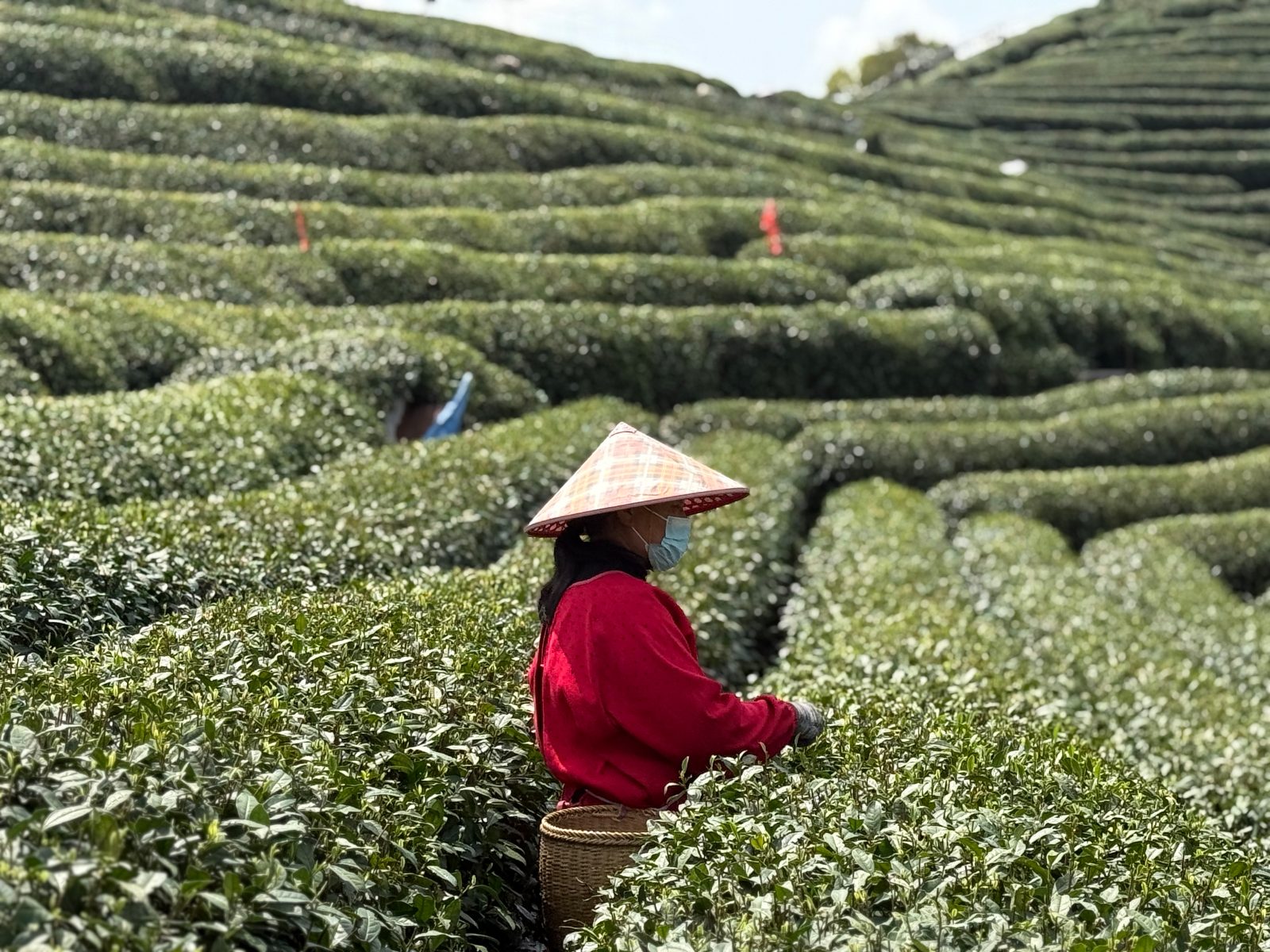 Teeanbau in China