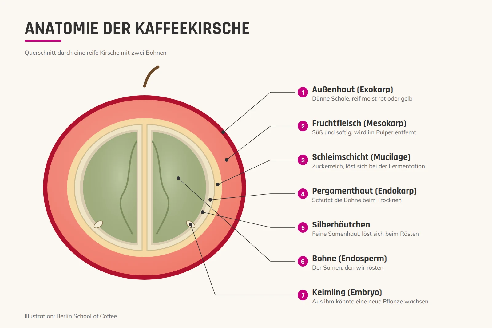 Illustration: Querschnitt einer Kaffeekirsche mit Außenhaut, Fruchtfleisch, Schleimschicht, Pergamenthaut, Silberhäutchen, Bohne und Keimling