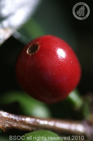 Rösten Basic