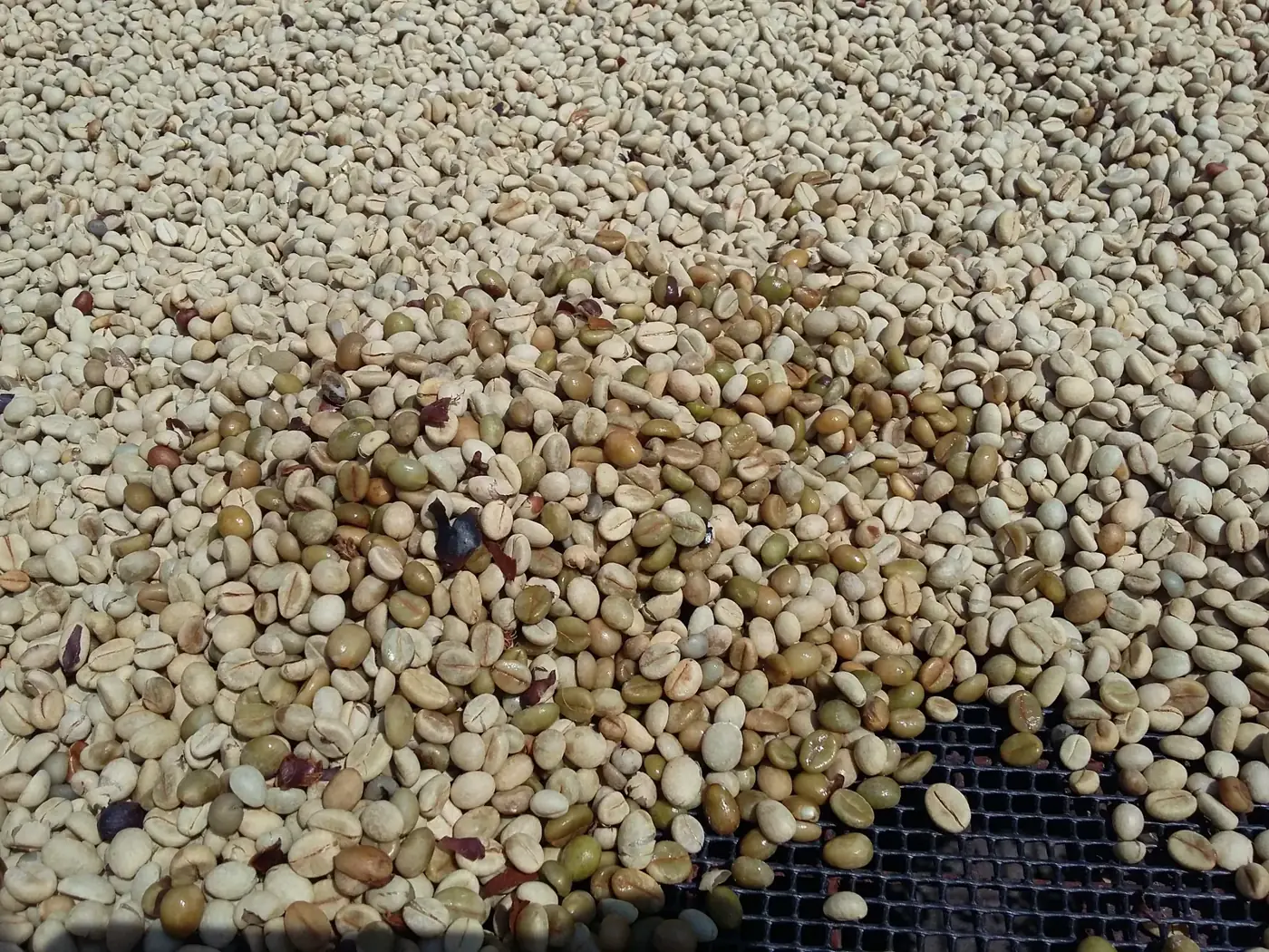 Rohkaffee beim Trocknen
