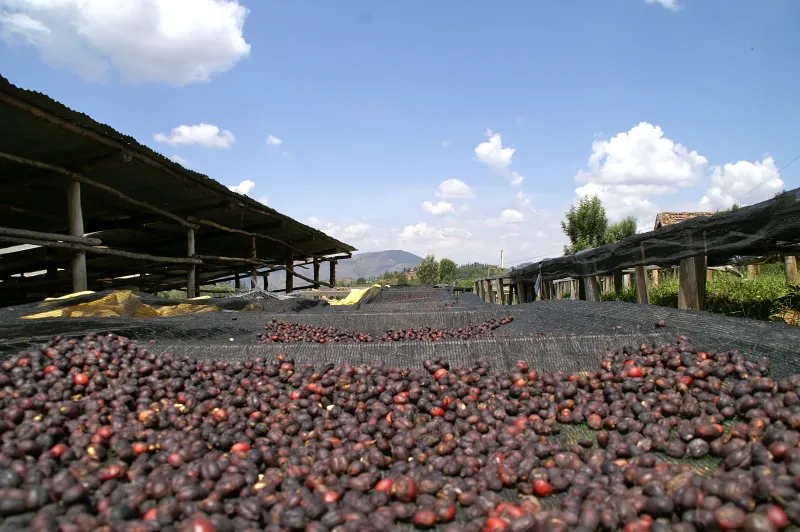 Kirschen auf African Beds