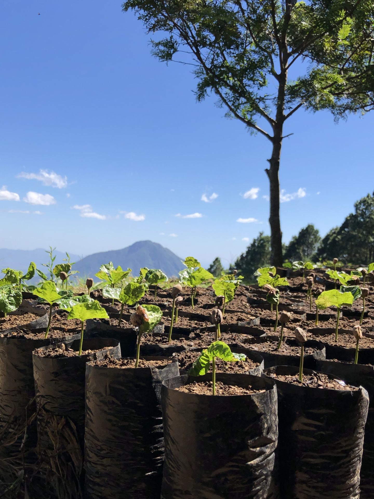 Kaffeesetzlinge vor Vulkan in Nicaragua
