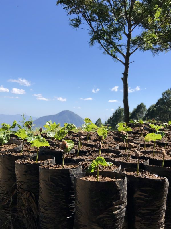 Setzlinge in der Baumschule – Nicaragua